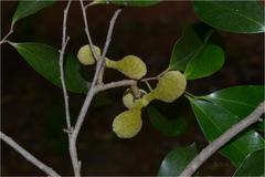 Alphonsea sclerocarpa